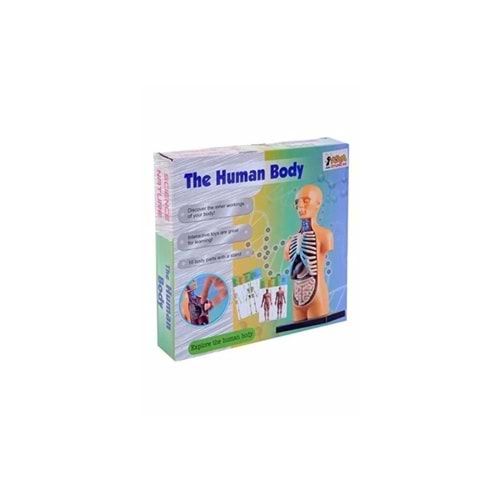 Asya Oyuncak Human Body Kutulu İnsan Vücudu 3305