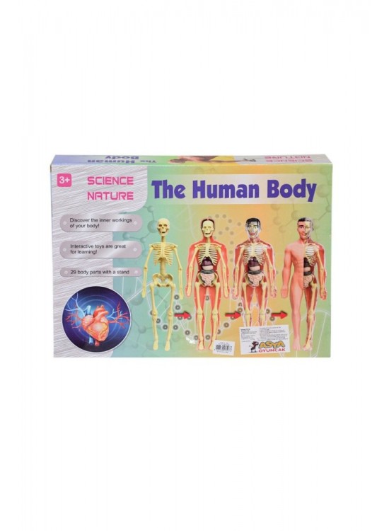 Asya Oyuncak Human Body Kutulu İnsan Vücudu 3302