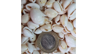 Deniz Kabuğu Delikli D2377