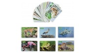 Dıy Toy İlk 50 Hayvan Flash Cards 12 Ay Üzeri
