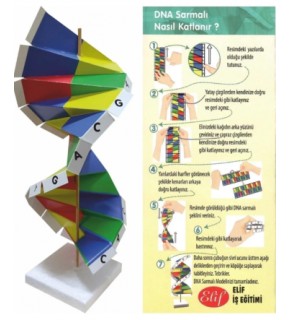 Elif Dna Sarmalı Modeli Seti