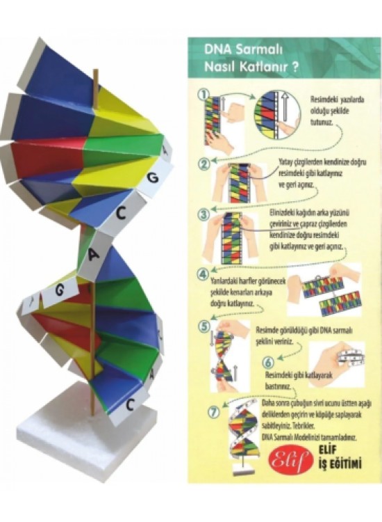 Elif Dna Sarmalı Modeli Seti
