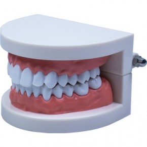 Emin-İş Diş Modeli Anatomisi 8x6cm Em5120 Fırçasız
