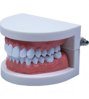 Emin-İş Diş Modeli Anatomisi 8x6cm Em5120 Fırçasız