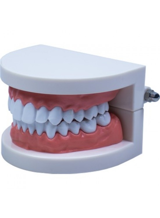 Emin-İş Diş Modeli Anatomisi 8x6cm Em5120 Fırçasız