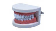 Emin-İş Diş Modeli Anatomisi 8x6cm Em5120 Fırçasız