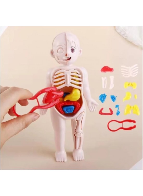 Joco İnsan Vücudu Anatomisi 20cm