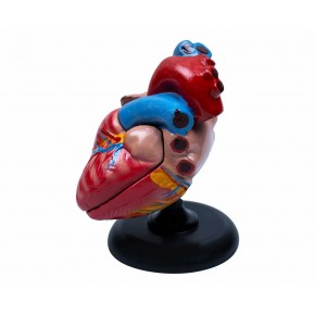 Kalp Anatomisi  