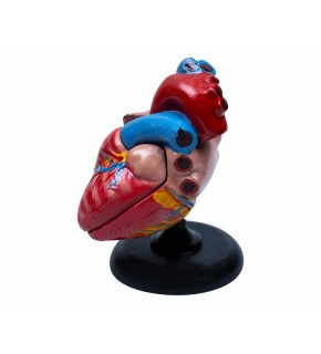 Kalp Anatomisi  