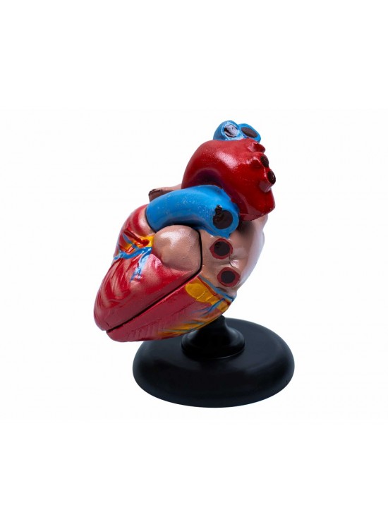 Kalp Anatomisi  